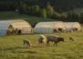 Mehrere Rundbogen-Tierunterstände auf Weide mit Schafen und Rindern