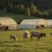 Mehrere Rundbogen-Tierunterstände auf Weide mit Schafen und Rindern